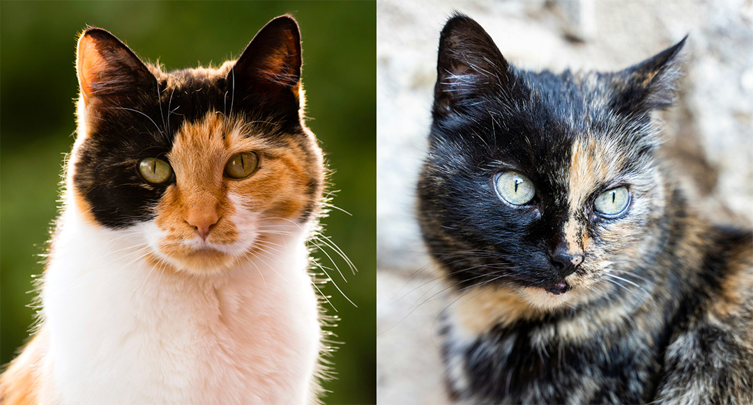 Side-by-side comparison of a calico cat (left) and a tortoiseshell cat (right). The calico cat has a white coat with distinct patches of orange and black, bright green eyes, and a smooth, well-groomed appearance against a blurred green background. The tortoiseshell cat has a mottled mix of black and orange fur with no white, piercing greenish-blue eyes, and a slightly rougher coat, set against a neutral stone background. This image highlights the key differences between calico and tortoiseshell cats.