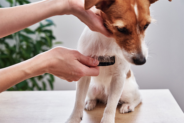 Combing dog's fur A small dog with a white and brown coat sits on a wooden table while a person gently combs its fur with a slicker brush. The dog's head is slightly lowered, appearing calm and cooperative during the grooming session. A green plant in the background adds a touch of freshness to the indoor setting.