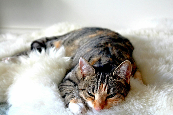 Differences Between Tortoiseshell and Calico Cats A dilute calico-tabby mix cat lying on a soft, fluffy white blanket. The cat has a blend of gray, orange, and cream fur with faint tabby striping and a relaxed expression, ears perked slightly. Its eyes are partially open as it stretches out comfortably on the plush surface.