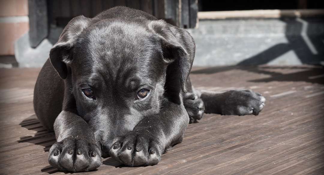 A black dog with a short, shiny coat lies on a wooden deck, resting its head on its front paws while gazing up with soft, expressive eyes. Sunlight highlights the dog's fur, creating a contrast between light and shadow. The dog's relaxed posture and slightly melancholic expression add to the peaceful outdoor setting.