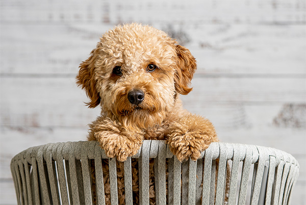 Mini Irish Doodle size A Mini Irish Doodle with a curly, golden coat rests its paws on the edge of a modern, woven chair, gazing directly at the camera with warm brown eyes. The dog's compact size is evident as it comfortably fits within the chair, showcasing the breed’s small-to-medium stature. The neutral-toned background enhances the dog's soft, fluffy appearance.