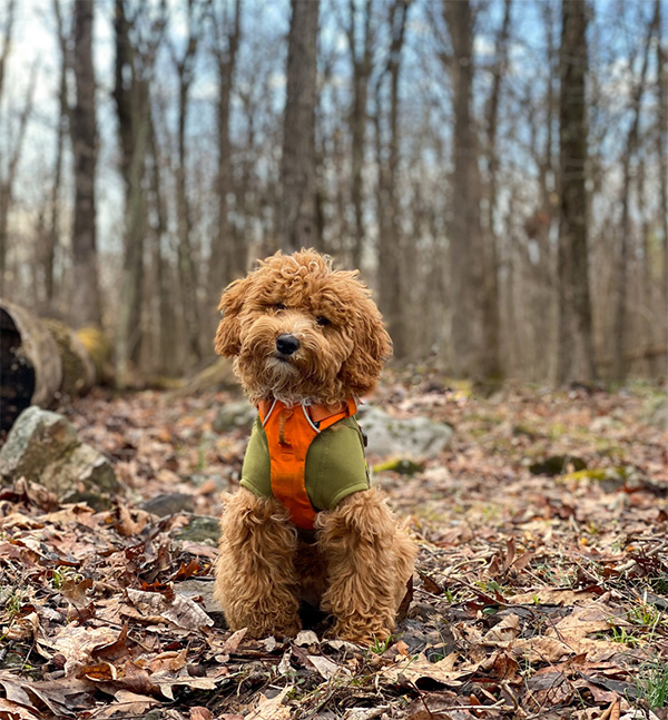 Mini Irish Doodle with winter gear on A Mini Irish Doodle with curly, golden-brown fur sits attentively in a forest setting, surrounded by fallen leaves and bare trees. The dog wears a snug olive-green and orange vest, giving off a cozy and adventurous vibe. The soft lighting and natural background highlight the pup's fluffy coat and curious expression.