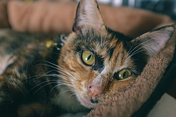 Personality of Calico and Tortie cats A tortoiseshell cat with striking green eyes resting in a cozy pet bed. Its fur is a mix of black, orange, and cream, with a distinct asymmetrical pattern on its face. The cat gazes directly into the camera with an alert yet relaxed expression, whiskers fanning out gently against the soft bedding.