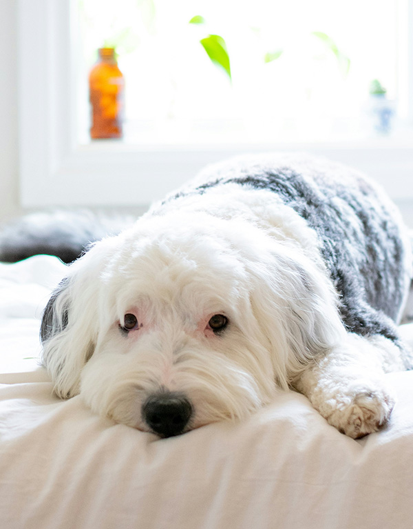 Sheepadoodle lying on the bed A fluffy Sheepadoodle with a black-and-white coat lies comfortably on a white bed, gazing softly at the camera. Its large, expressive eyes and relaxed posture highlight the breed’s affectionate and gentle nature. The bright, airy background with a window and decorative elements adds a cozy and peaceful feel to the scene.