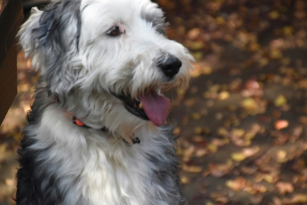 Sheepadoodle size A large Sheepadoodle with a fluffy black-and-white coat sits outdoors on a wooden deck, panting happily with its tongue out. The dog's sturdy build and thick fur highlight its sizable yet gentle presence. The background features scattered autumn leaves, adding warmth to the scene.