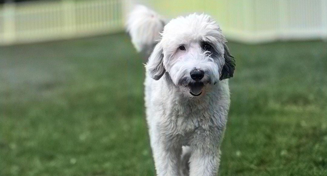 A fluffy Sheepadoodle with a wavy white and gray coat walks across a green lawn, looking directly at the camera. The dog has a black patch around one eye, a soft, shaggy face, and ears covered in curly fur. A white fence in the background encloses the yard, giving the scene a peaceful, suburban feel.