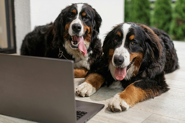 Bernese Mountain Dog Two Bernese Mountain Dogs lie side by side on a tiled floor, both looking at a laptop screen with their tongues out and expressions of curiosity and happiness. Their thick tricolor coats and large paws are visible as they relax near a white wall and greenery.