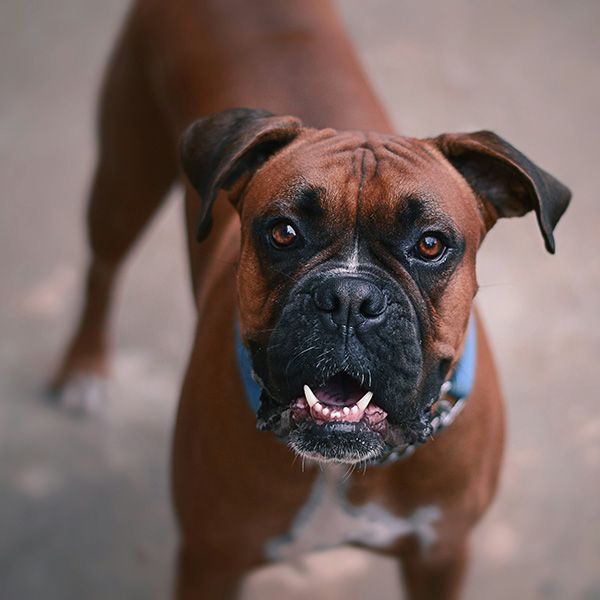 Boxer A Boxer dog with a fawn coat and black muzzle stands alert, mouth slightly open to reveal its teeth, and expressive eyes focused forward. The dog's muscular build and cropped ears showcase the Boxer’s energetic and loyal personality.