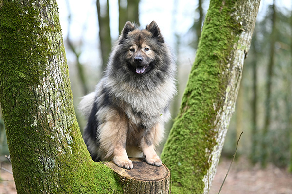Keeshond A fluffy Keeshond with a thick, silvery coat and dark facial markings stands confidently on a tree stump between two moss-covered trunks in a forest. The dog looks alert and happy, its tongue slightly out as it surveys the wooded surroundings.
