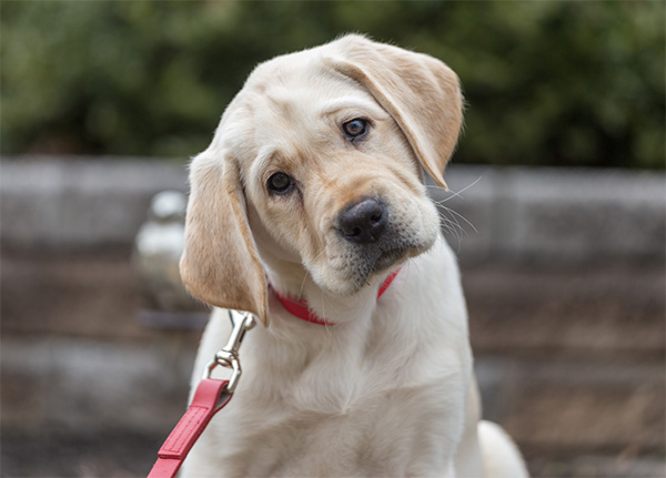 Labrador Retriever A young yellow Labrador Retriever tilts its head slightly to the side while looking at the camera, wearing a red collar and leash. The background is softly blurred with greenery and a stone wall, emphasizing the pup’s expressive eyes and curious expression.