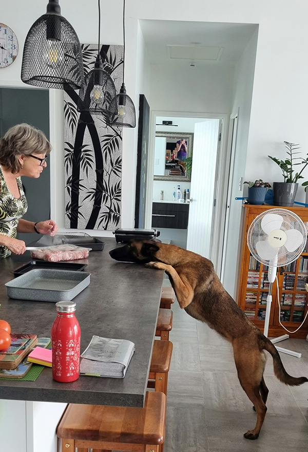 A large brown dog stands on its hind legs with its front paws on a kitchen counter, eagerly sniffing a tray of raw meat. An older woman in glasses and a green patterned top is preparing food, seemingly unaware of the dog's curiosity. The kitchen is modern and homey, with pendant lights, plants, and a standing fan visible in the background.
