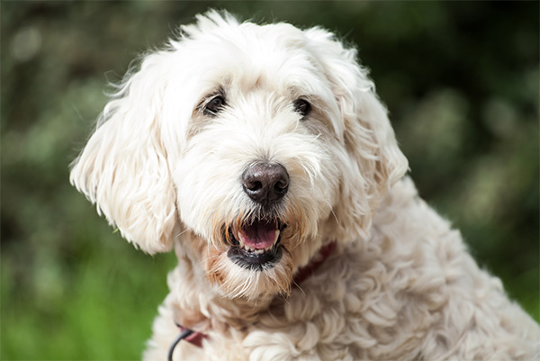 Soft-Coated Wheaten Terrier A soft-coated Wheaten Terrier with fluffy cream-colored fur looks toward the camera with a relaxed, open-mouthed expression. The dog stands against a blurred natural background, highlighting its wavy coat and gentle demeanor.