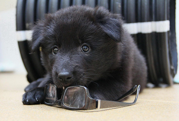 Belgian Sheepdog puppy Fluffy black Belgian Sheepdog puppy lies on the floor with its head resting on a pair of eyeglasses, looking up with wide, curious eyes. In the background, a coiled black cable adds contrast to the puppy’s soft fur and playful pose.