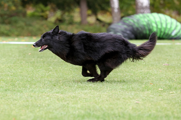 Belgian Sheepdog running on green field Black Belgian Sheepdog runs at full speed across a bright green field, with its body low and focused in motion. The background shows blurred trees and a green agility tunnel, suggesting an outdoor dog training or play area.
