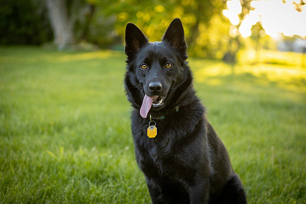 Belgian Sheepdog smiling at the camera lack Belgian Sheepdog sits on a grassy lawn at sunset, facing the camera with its mouth open and tongue out in a friendly, relaxed expression. The dog wears a yellow tag on its collar, and the background is softly lit with golden light filtering through trees.