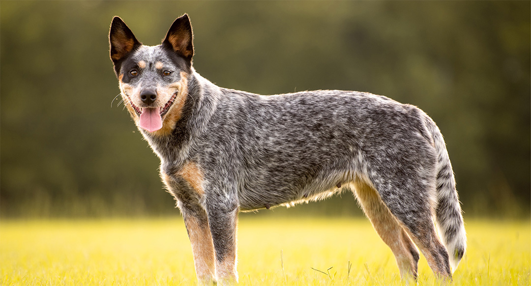 Blue Heeler, also known as an Australian Cattle Dog, stands on a sunny grassy field with its tongue out and ears perked up. The dog has a speckled blue-gray coat with tan markings and appears alert and healthy, enjoying the outdoors.