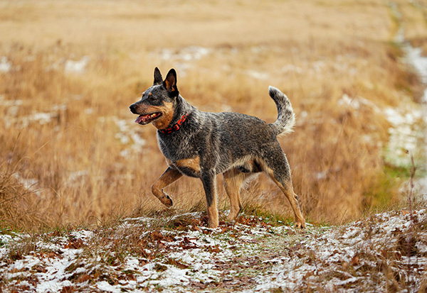 Blue Heeler walking in winter field Blue Heeler dog with a red collar walks through a frosty field with patches of snow on the ground. The dog appears alert and active, with one paw lifted mid-step, enjoying a cold winter day in the open landscape.