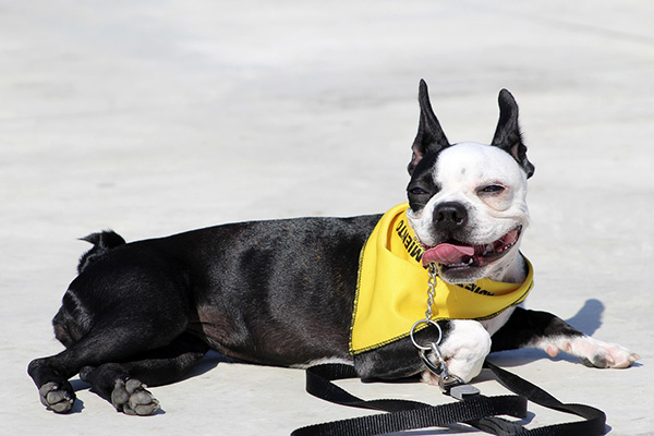 Boston Terrier Boston Terrier lies on a sunlit concrete surface wearing a yellow bandana and a leash, with its tongue out and eyes slightly squinted as if enjoying the warmth. The dog has a relaxed, happy expression and a sleek black and white coat.