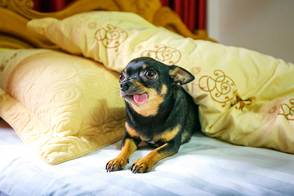 Chihuahua on the bed Black and tan Chihuahua lies on a bed with its tongue slightly out, partially tucked under a light yellow comforter with embroidered patterns.