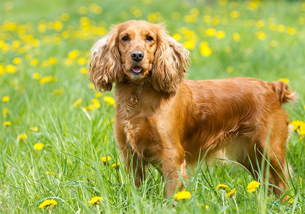 Cocker Spaniel A golden Cocker Spaniel stands alert in a lush green field dotted with yellow dandelions, its wavy ears framing a happy face with its tongue slightly out.