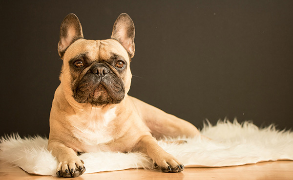 French Bulldog A fawn-colored French Bulldog with a black mask lies comfortably on a fluffy white rug against a plain dark background, looking directly at the camera with an alert, relaxed expression.