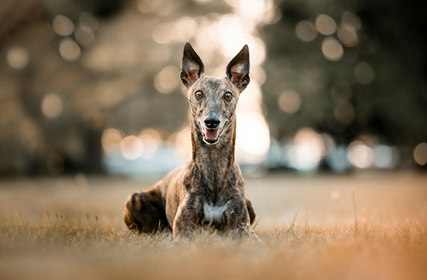Greyhound A brindle Greyhound lies on a grassy field with its ears perked up and mouth slightly open, looking alert and cheerful.