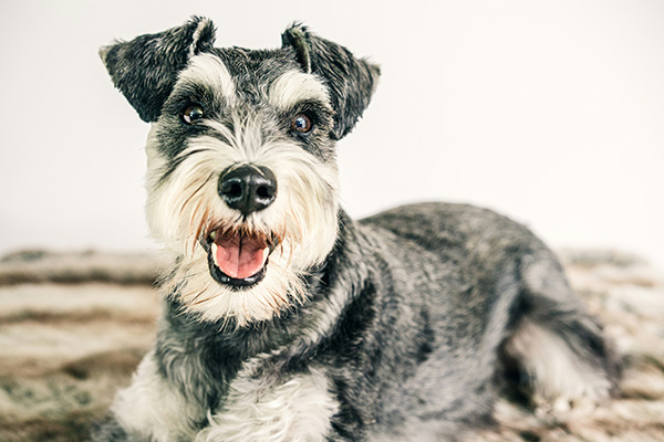 Miniature Schnauzer Miniature Schnauzer with a salt-and-pepper coat lies on a soft surface, looking directly at the camera with its mouth open in a happy expression. The dog’s neatly groomed beard, eyebrows, and perky ears highlight the breed’s distinctive appearance.
