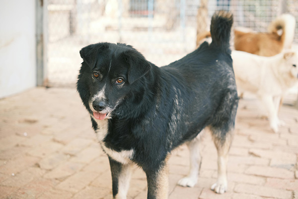 Mixed-Breed Dogs A large black and white mixed-breed dog stands on a brick floor inside a fenced area, looking at the camera with its tongue slightly out; two other dogs, one tan and one white, are seen in the background.