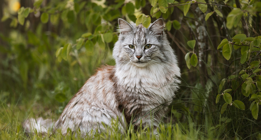 Norwegian Forest Cat with a thick, silver and brown tabby coat sits gracefully in a lush, green garden.