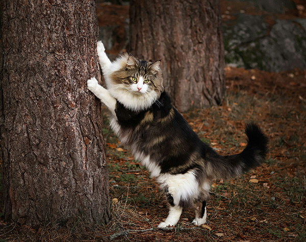 Norwegian Forest Cat Trainability Norwegian Forest cat stretching up against the trunk of a tree in a forested area, with its fluffy tail raised and white paws gripping the bark, surrounded by fallen pine needles and earthy tones.