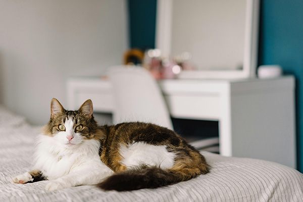 Norwegian Forest Cat relaxing on bed Norwegian Forest Cat with long, fluffy fur and striking yellow eyes lounges comfortably on a neatly made bed. The background features a white vanity and chair, adding a cozy, serene atmosphere to the indoor setting.