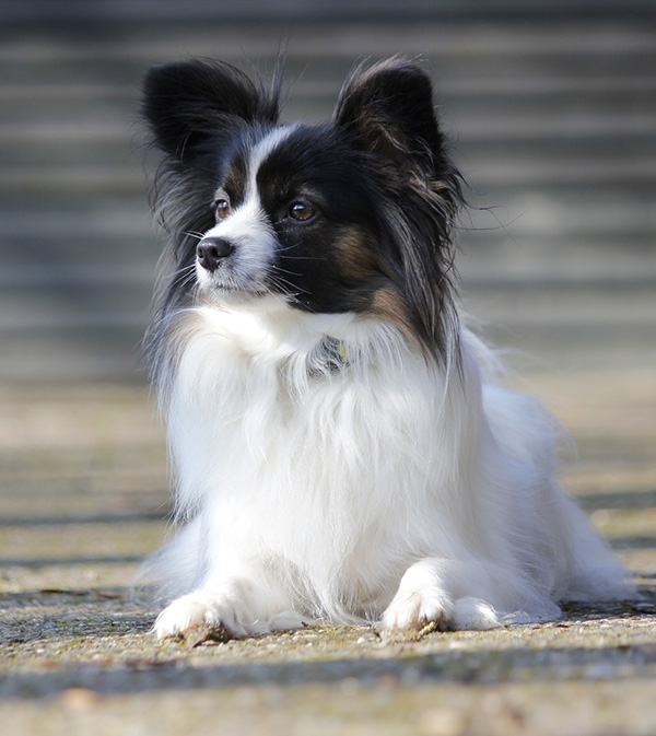 Papillon Black and white Papillon dog with long, flowing fur and large, butterfly-like ears lies gracefully on a sunlit stone path, gazing attentively to the side.