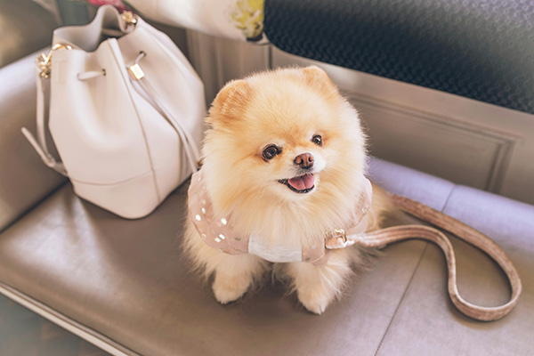 Pomeranian Fluffy Pomeranian wearing a stylish pink harness sits on a bench next to a cream-colored handbag, looking up with a happy expression.