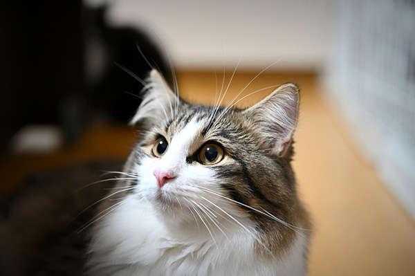 Potential Health Problems of Norwegian Forest Cat A fluffy Norwegian Forest cat with wide, bright eyes and a soft, long-haired coat of white, brown, and black fur, looking slightly upward with curiosity.