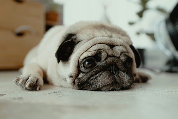 Pug A pug lies flat on the floor with its head resting between its front paws, looking up with large, expressive eyes.