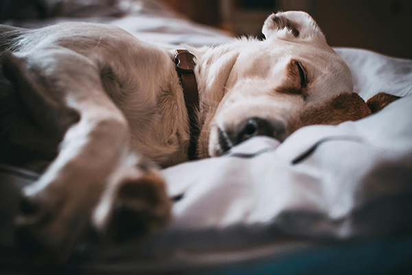 Sick dog sleeping A small dog with a white coat and brown markings sleeps curled up on a bed, wearing a collar and nestled into soft blankets. The lighting is dim and warm, giving the impression of rest or recovery, possibly suggesting the dog is unwell.