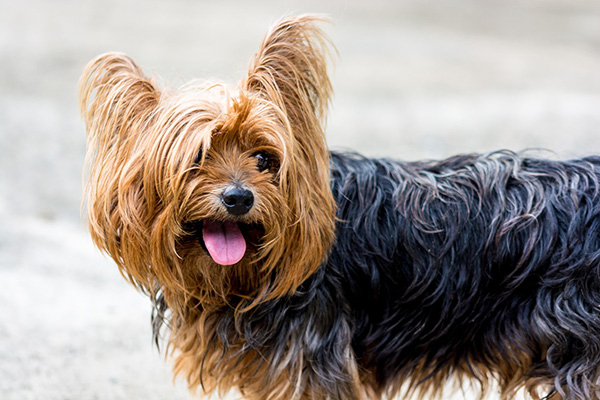 Yorkshire Terrier Yorkshire Terrier with long, silky black and tan fur stands outdoors, panting lightly with its tongue out and ears perked.