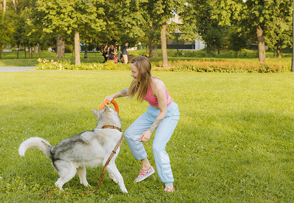 Alaskan Malamute and woman playing in the park A woman in a pink tank top and light blue pants plays tug-of-war with a playful Alaskan Malamute in a sunny park, both gripping a bright orange toy. The dog’s leash is slack, and they’re surrounded by lush green grass and trees.