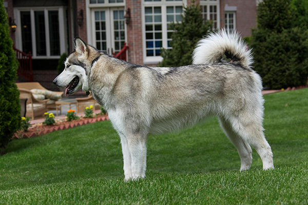 Alaskan Malamute size A full-grown Alaskan Malamute stands alert on a manicured lawn in front of a large house, showing off its tall, muscular frame and thick, silver-and-white coat. Its curled tail and upright ears add to its confident, regal posture.