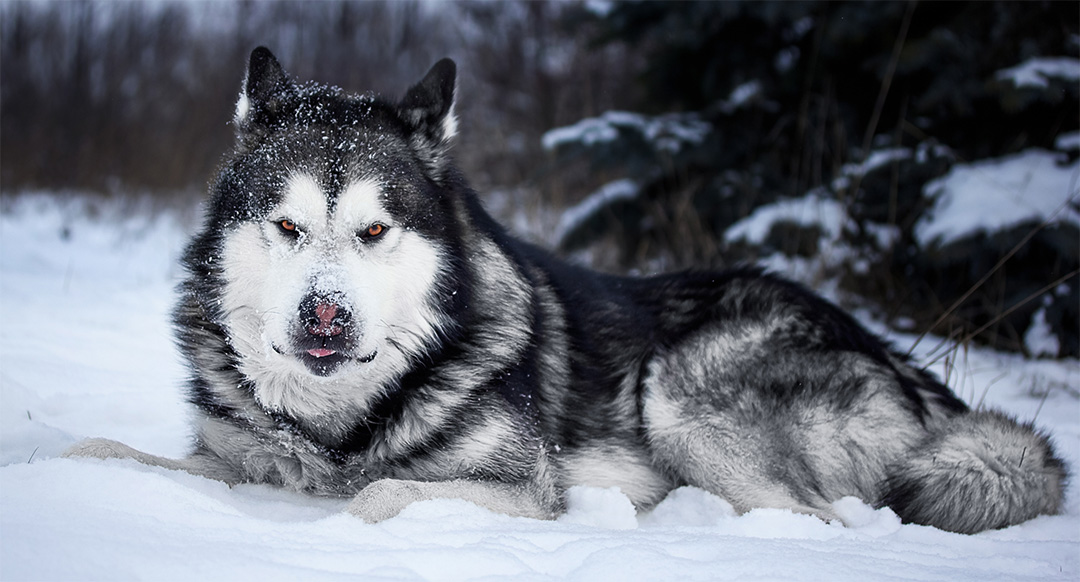 A large Alaskan Malamute lies in the snow with a piercing stare, its thick fur dusted with snowflakes. The dog's intense amber eyes and snow-covered snout give it a majestic, wild look against a wintry forest backdrop.