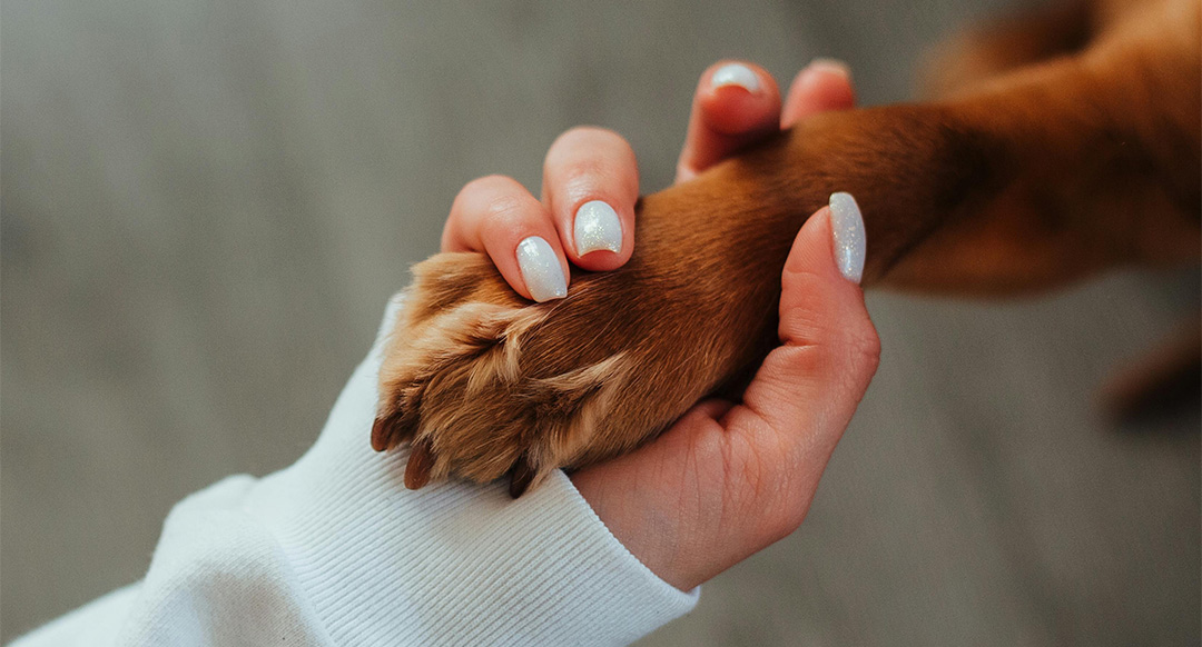 Close-up of a person gently holding a dog's paw with both hands, showing light pink nails with shimmery polish and a cozy white sweater sleeve. The dog's paw is brown with soft fur, highlighting a moment of care and connection.