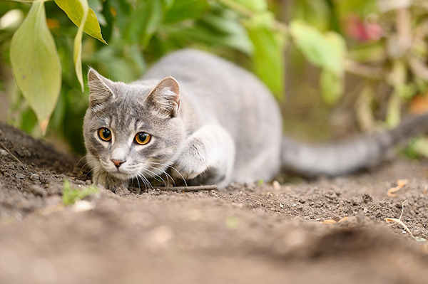 Cat hunting Gray cat crouched low to the ground in a garden, eyes locked forward in a focused hunting stance. The cat's body is tense and alert, partially hidden by leafy green plants.