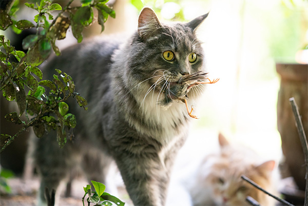 Cat with bird prey on its mouth Fluffy gray tabby cat walking outdoors with a small bird in its mouth, eyes wide and alert. Another cat, lighter in color, is partially visible in the blurred background among greenery and shadows.
