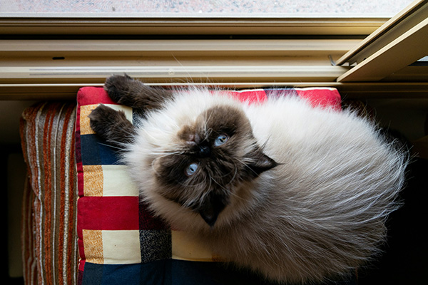 A Himalayan cat with icy blue eyes looks up toward the camera while sitting on a colorful, patchwork cushion near a window. Its dark face and ears contrast with its fluffy, cream-colored body, and soft daylight highlights its thick fur.