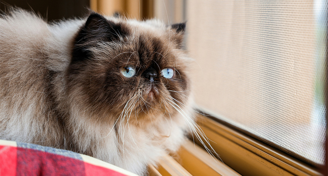A fluffy Himalayan cat with striking blue eyes gazes out a window, its flat face framed by a dark brown mask that contrasts with its creamy fur. The soft light from outside highlights its thick coat and long white whiskers as it rests beside a red-and-blue plaid blanket.