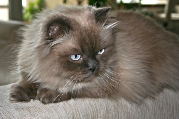 Fluffy Himalayan cat with long, chocolate-brown fur and striking blue eyes, lounging on a beige couch. The cat has a calm but slightly serious expression, with soft lighting highlighting the texture of its thick coat.