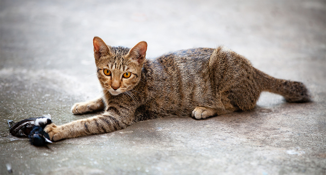 A tabby cat lies on a concrete surface with intense orange eyes, holding a small dead bird in its front paw. The cat stares directly at the camera, displaying typical feline hunting behavior.