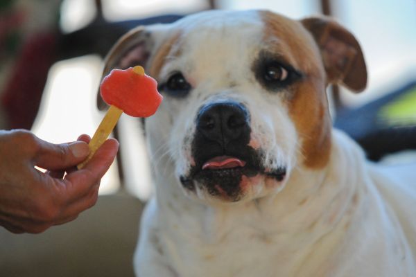 Dog looking at popsicle A close-up of a white and brown dog staring intently at a red popsicle shaped that is half-eaten, which is being held out by a person. The dog’s tongue slightly sticks out, suggesting interest or anticipation.